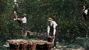 Postcard - Vineland - NJ - Gathering Peaches