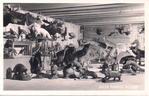RPPC Dells Pioneer Village, Wisconsin Dells WI Taxidermy Exhibit, Animals 1950's
