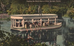 Vintage Postcard Feeding Black Bass Glass Bottom Boats Silver Springs Florida FL