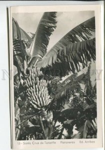 438040 Spain Tenerife Santa Cruz Banana trees Vintage photo postcard