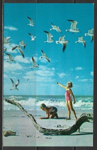 Florida - Hand Feeding Seagulls On The Beach - [FL- 480]