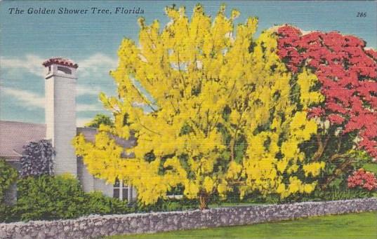 Florida The Golden Shower Tree 1952