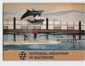 Postcard Bottlenose Dolphins National Aquarium Baltimore Maryland