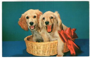 Red Ribbon Royalty - A Cute Pair of Blond Cocker Spaniels