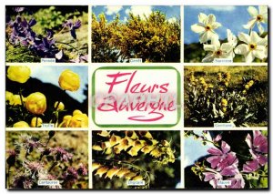 Postcard Modern L & # 39Auvergne Flowers Thought Genet Trolle Centauree Narci...