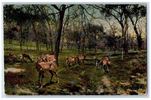1910 Deer In Riverview Park Group Of Wild Animals Omaha Nebraska NE Postcard