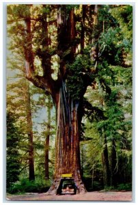 1957 Scenic View Chandelier Drive Thru Tree Redwoods California Vintage Postcard