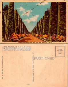 Australian Pines, Palm Beach,Florida (23239