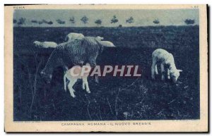 Old Postcard Campagna Romana Sheep