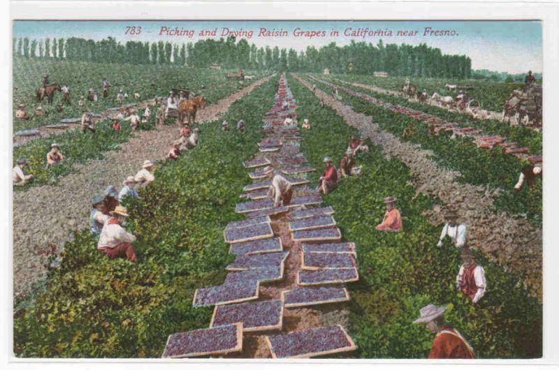 Raisin Grape Picking Drying Farming Fresno California 1910 postcard