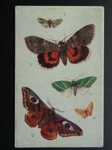 British Moths Theme FORESTER / EMPEROR c1908 Postcard by Raphael Tuck 9219