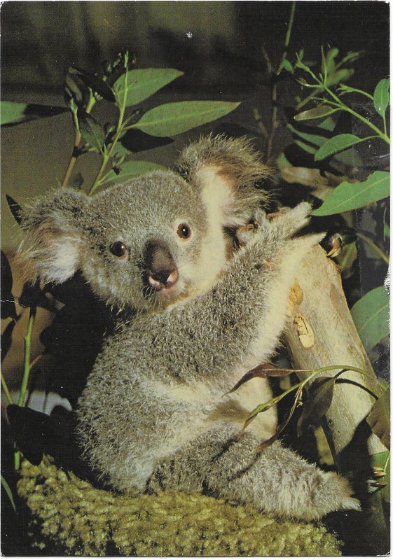 US San Diego Zoo.  Koala Baby.  Unused