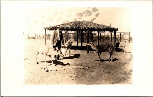 Real Photo Postcard Deer At Mission Cliff Gardens San Diego California~1164