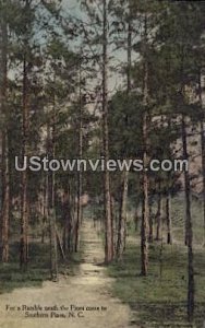 Pine Forest in Southern Pines, North Carolina