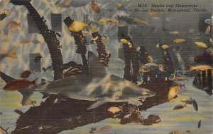 Marine Studios Sharks and Shipwrecks