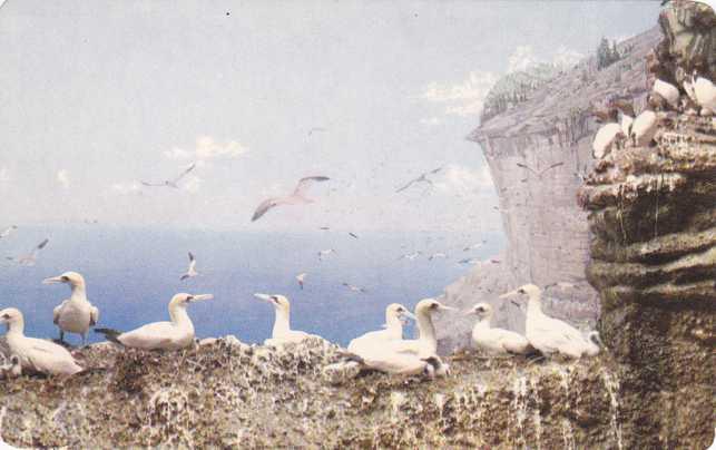 Gannet Nesting Ledges - Bonaventure Island QC, Quebec, Canada