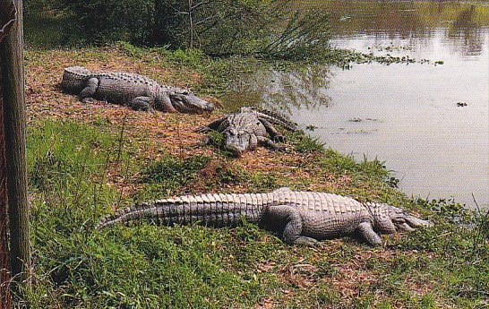 Louisaiana Hammond Alligators At Kliebert's Alligator Farm