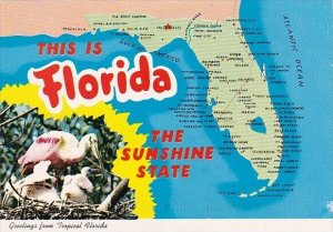 Florida Greetings From Tropical Florida 1998