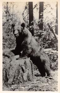 E59/ Fire Mountain Lodge California Postcard Real Photo RPPC c40s Black Bear