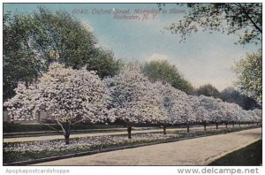 New York Rochester Oxford Street Magnolias In Bloom