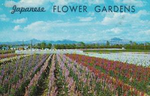 Arizona Phoenix Japanese Flower Gardens 1963