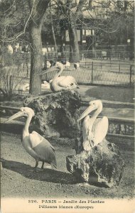 Postcard France Paris C-1910 Pelicans Zoo #320 23-1354