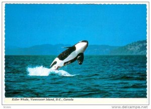 Wild Killer whale jumping , Vancouver Island , B.C. , Canada , 1980s