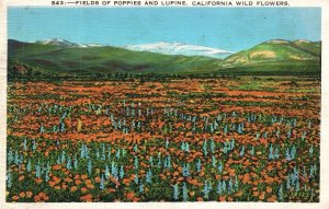 Fields Of Poppies and Lupine Wild Flower Garden California Vintage Postcard 1937