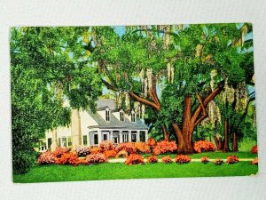 Vintage Postcard 1950 Old Southern Home and Moss Festdoned Oaks & Azaleas AL