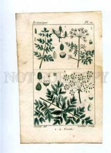 184704 Botanique botanical CICUTA by LETELLIER vintage LITHO