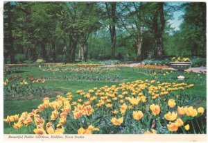 Tulips, Public Gardens, Halifax, Nova Scotia, Chrome Postcard