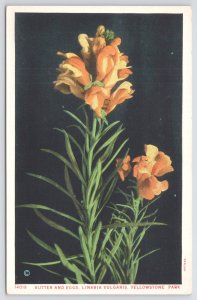 Flowers~Butter & Eggs Linaria Vulgaris Yellowstone Park~Vintage Postcard