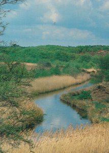 Dunwich Heath Suffolk Docwra's Ditch Postcard