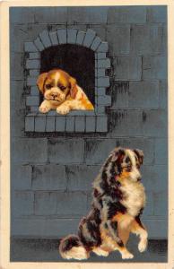 D99/ Dog Pet Animal Comic Postcard c1910 Dog in Window Puppy 11 