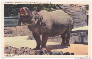 Rhinoceros, National Zoological Park, WASHINGTON, D. C., 1948