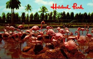 Birds Flamingos and Swans At Hialeah Race Course Miami Florida 1970