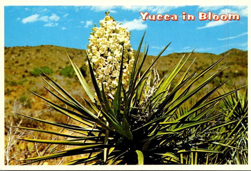 New Mexico Desert Yucca In Bloom