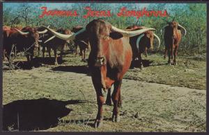 Texas Longhorns Postcard