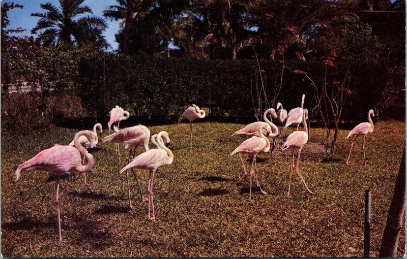 Flamingos Scene Southland Postcard VTG UNP Dexter Vintage Unused Chrome 