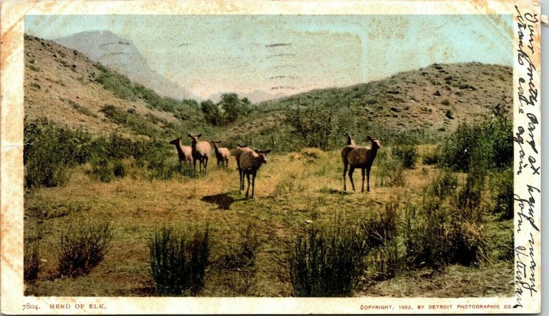 Herd of Elk 7804 1903 RPPC Detroid Photographic Co. Postcard 1906 Vintage PM 