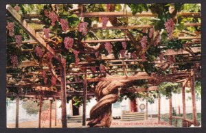 Giant grape vine - Santa Barbara, CA - 1909