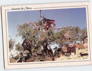 Postcard Goats on Argan Trees Agadir Morocco