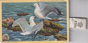 SALT LAKE, Utah, PU-1945; Sea Gulls The Sacred Birds Of Utah & Salt Bag