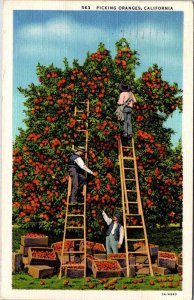 Postcard FARM SCENE State of California CA AO3134