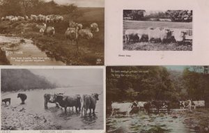 Highland Cattle Sheep Cows Cattle 4x Old Real Photo Farm Postcard s