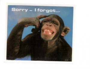 Peel Off Plasticized Postcard Coaster, Monkey, 'Sorry - I Forgot,