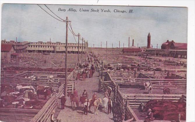 Illinois Chicago Union Stock Yards Cattle Pens Busy Alley