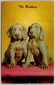 Vtg The Brothers Weimaraner Pups Puppies Dogs Postcard