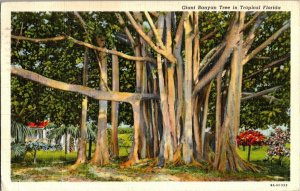 Giant Banyan Tree Tropical Florida Vintage Postcard Standard View Card