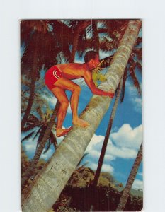 Postcard Hawaiian Coco Palm Climber Hawaii USA